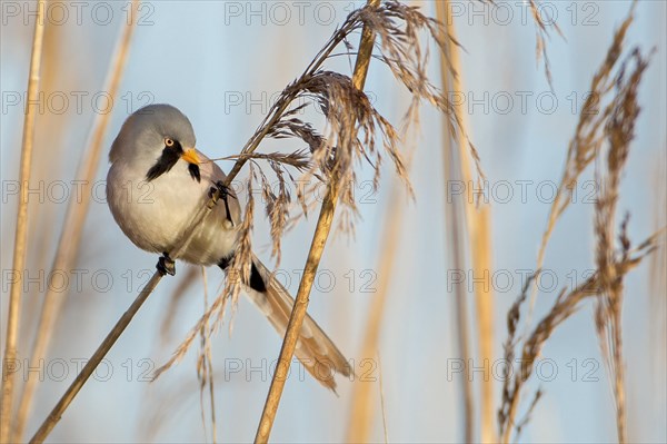 Bearded Reedling (Panurus biarmicus)