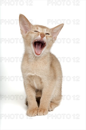 Abyssinian kitten