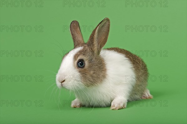 Dutch rabbit