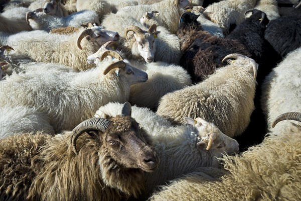 Flock of sheep in a pen