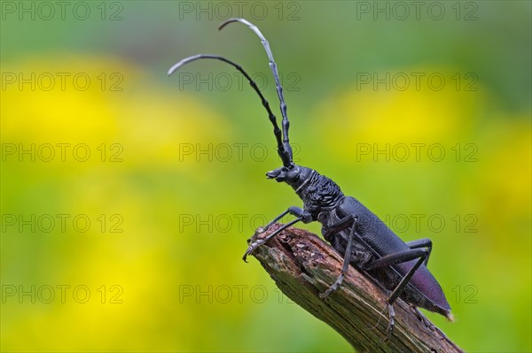 Great Capricorn Beetle (Cerambyx cerdo)