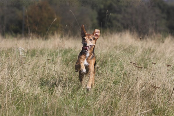 Spitz Pinscher Mixed Breed