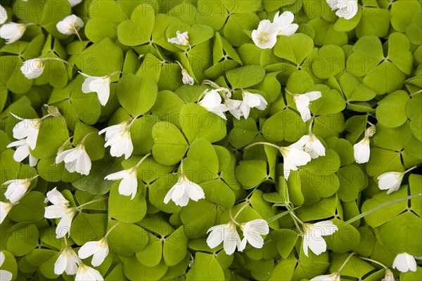 Sorrel or Mountain Woodsorrel (Oxalis acetosella)