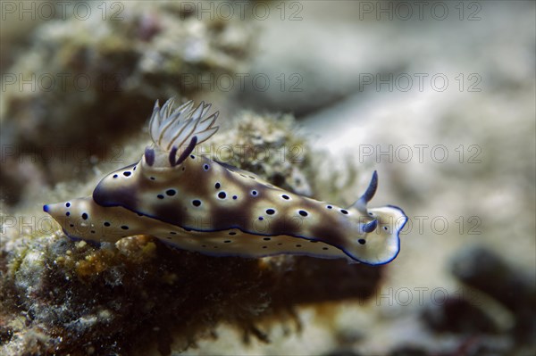 Leopard Nudibranch (Risbecia tryoni)