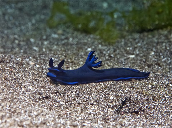 Gloomy Nudibranch
