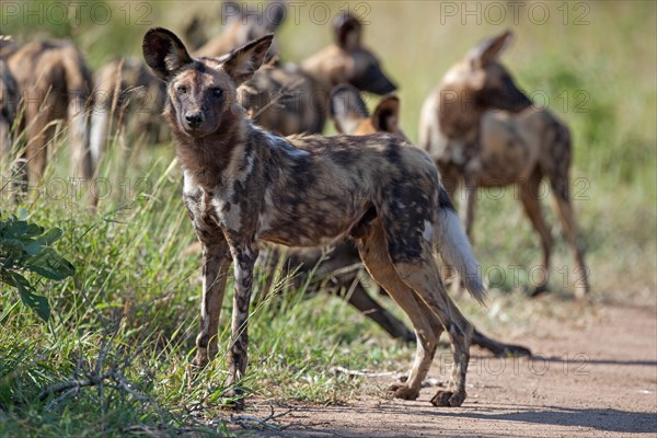 African wild dogs (Lycaon pictus)