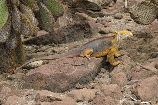 Galapagos land iguana (Conolophus subcristatus)