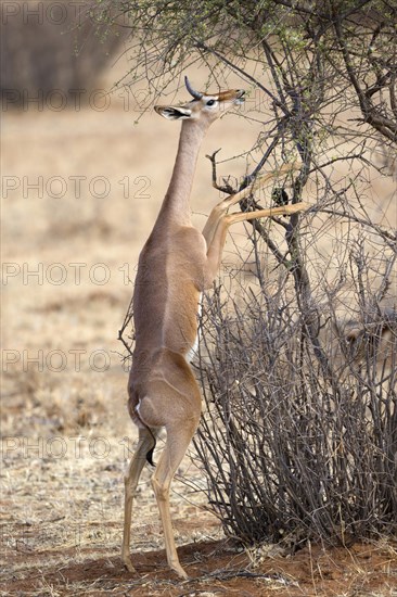 Gerenuk (Litocranius walleri) immature male