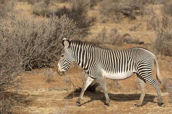 Grevy's Zebra (Equus grevyi)