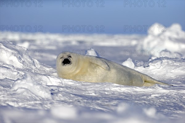 Harp Seal or Saddleback Seal (Pagophilus groenlandicus