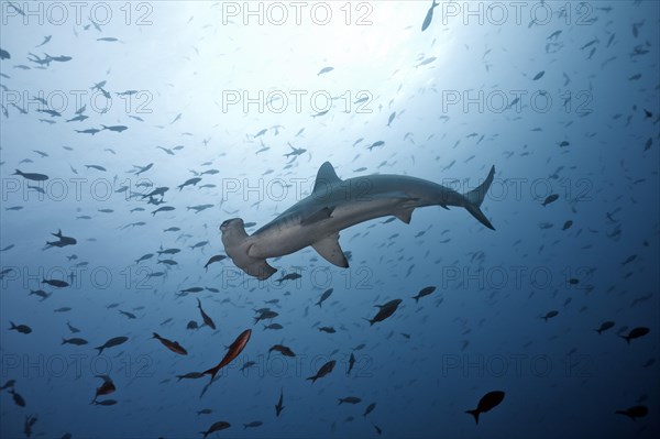 Scalloped Hammerhead Shark (Sphyrna lewini)