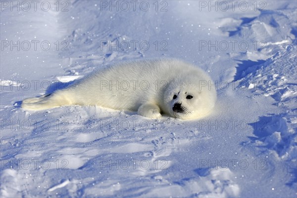 Harp Seal or Saddleback Seal (Pagophilus groenlandicus