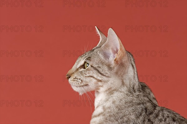 Pedigree cat