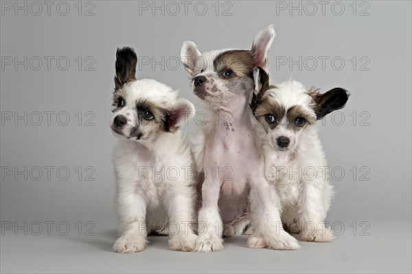 Three Chinese Crested puppies