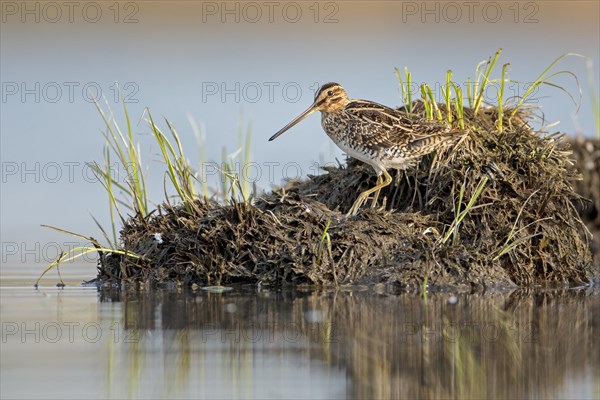 Common Snipe (Gallinago gallinago)