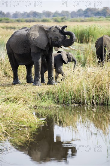 African elephants (Loxodonta africana) mother with young