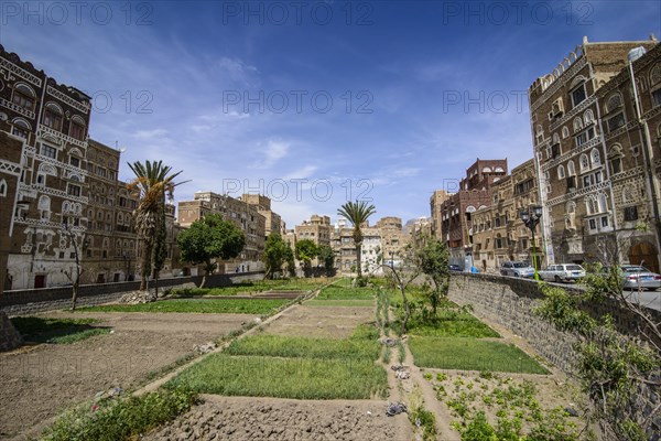 Traditional old houses in the old city of Sana'a