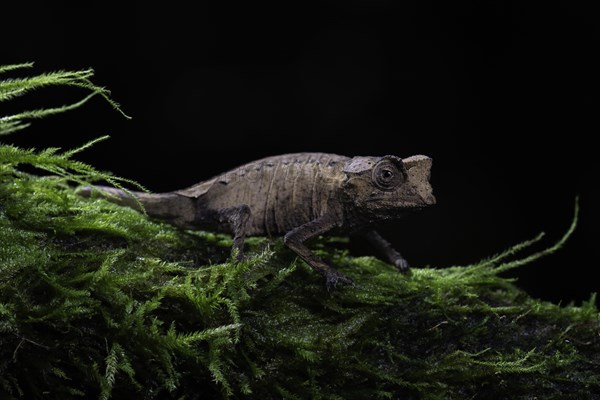 Plated leaf chameleon (Brookesia stumpffi)