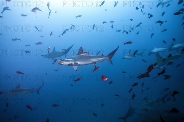 Scalloped Hammerhead Shark (Sphyrna lewini)