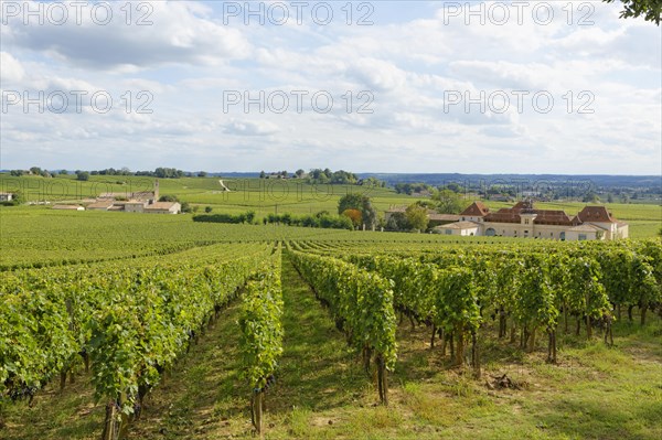 Bordeaux vineyard and Chateau Angelus