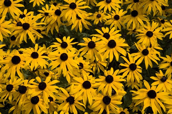 Orange Coneflowers (Rudbeckia fulgida 'Goldsturm')