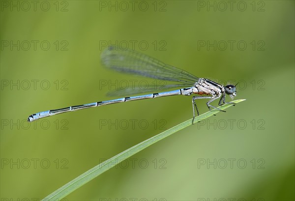 Azure Damselfly (Coenagrion puella)