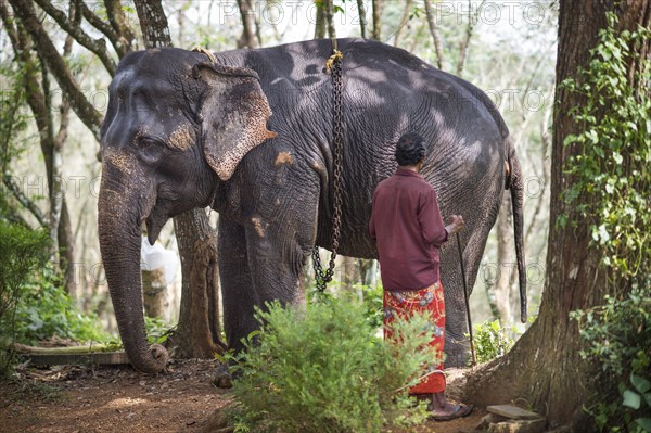 Asian Elephant (Elephas maximus)