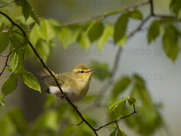 Wood Warbler (Phylloscopus sibilatrix)