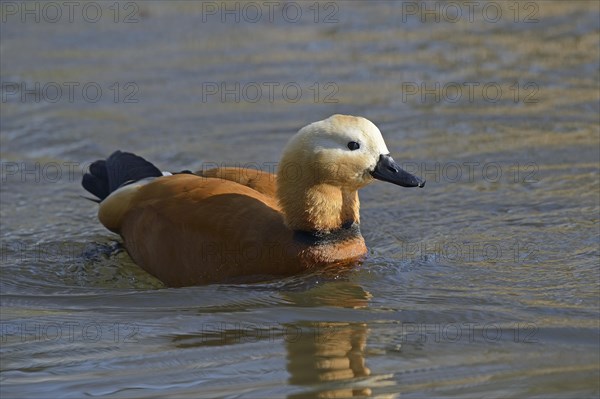 Ruddy Shelduck (Tadorna ferruginea)