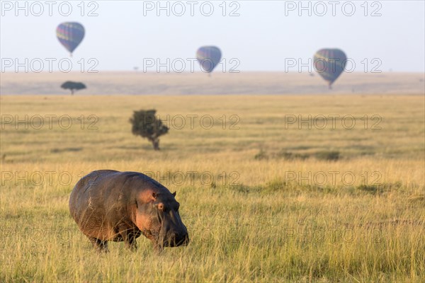 Hippopotamus (Hippopotamus amphibius) adult