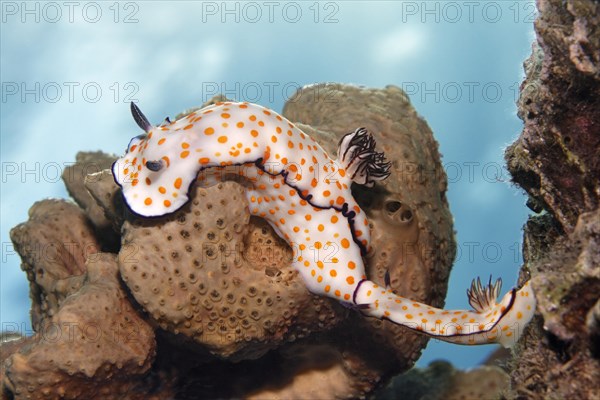 Hypselodoris pulchella (Hypselodoris pulchella