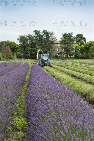 Lavender harvest