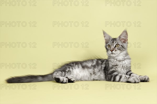 Maine Coon kitten