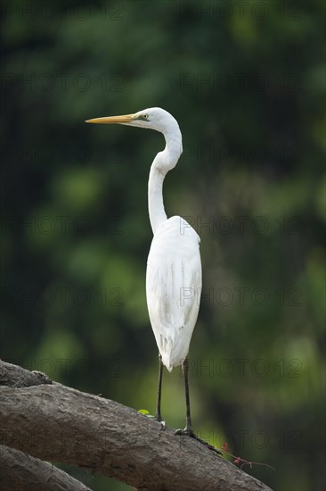 Great Egret (Ardea alba)