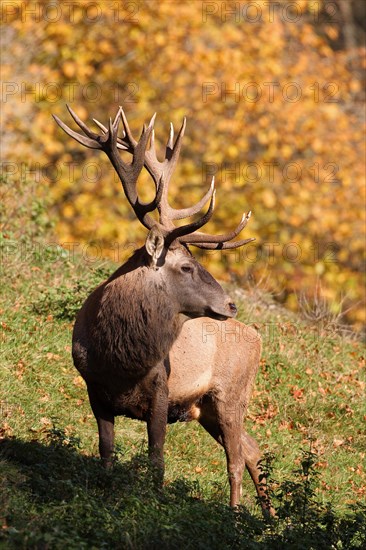 Red Deer (Cervus elaphus)