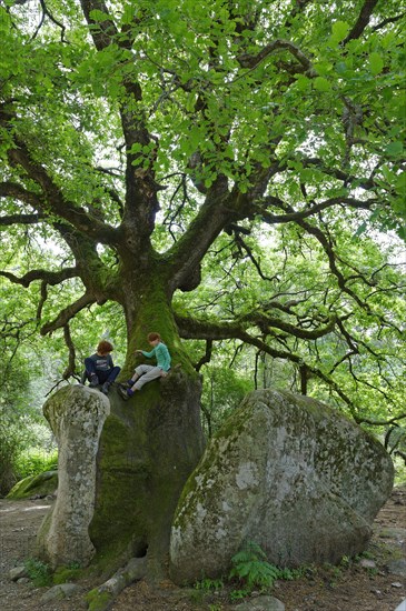 Mighty old oak (Quercus sp.) splitting a stone