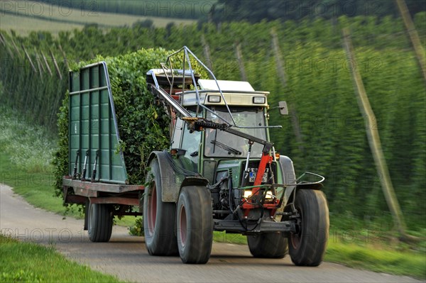 Hop harvest