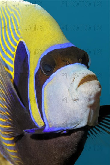 Emperor Angelfish (Pomacanthus imperator)