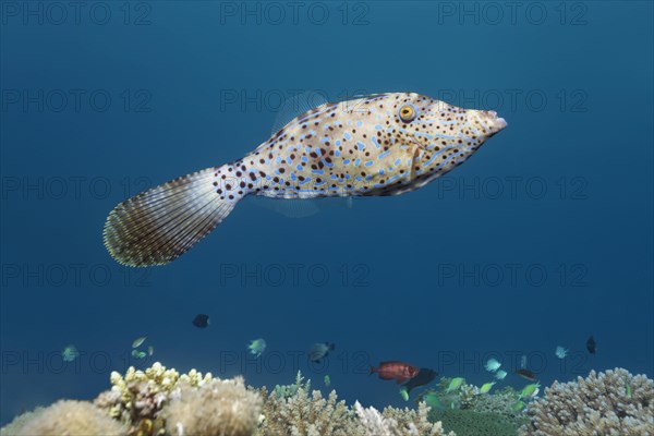 Scrawled Filefish (Aluterus scriptus) over coral reef