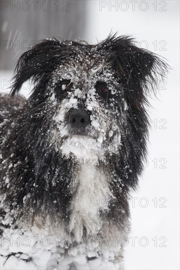 Tibetan Terrier mix