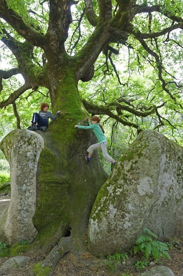 Mighty old oak (Quercus sp.) splitting a stone