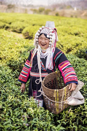 Akha hill tribe woman picking tea