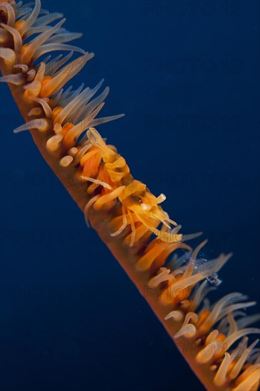 Zanzibar Whip Coral Shrimp (Dasycaris zanzibarica)