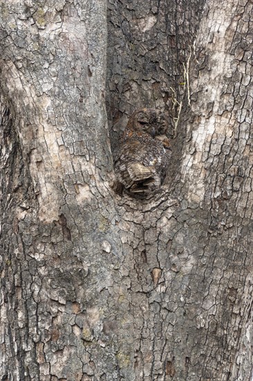 Mottled wood owl (Strix ocellata)