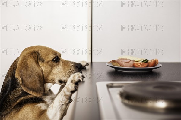 Beagle begging for food in the kitchen