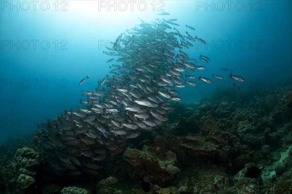 Jordan's snappers (Lutjanus jordani)