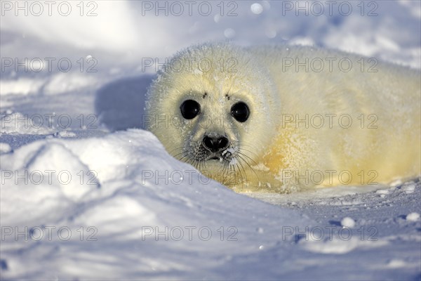 Harp Seal or Saddleback Seal (Pagophilus groenlandicus