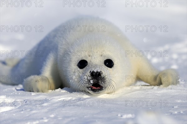 Harp Seal or Saddleback Seal (Pagophilus groenlandicus