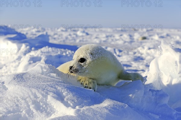 Harp Seal or Saddleback Seal (Pagophilus groenlandicus