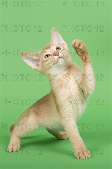 Abyssinian kitten